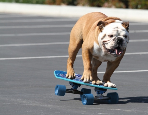 Бульдог катается на сноуборде, серфе и даже скейте